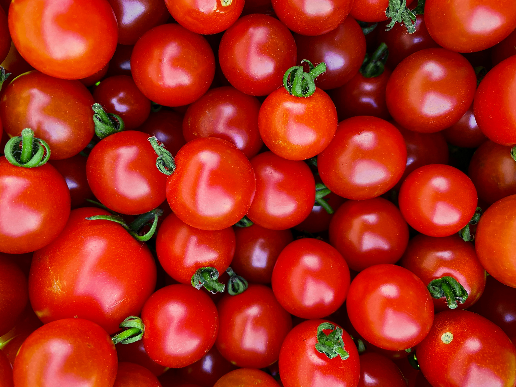 tomatoes